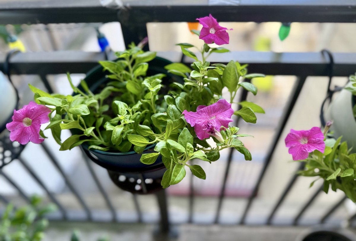 anu2000m's tweet photo. Before we switch to fall decor 💜💚💗

#Blooms #BalconyGarden #Gardening 
#Autumn #Fall2026 🍀🪴💙💚💜 https://t.co/HbiOY5rdEi