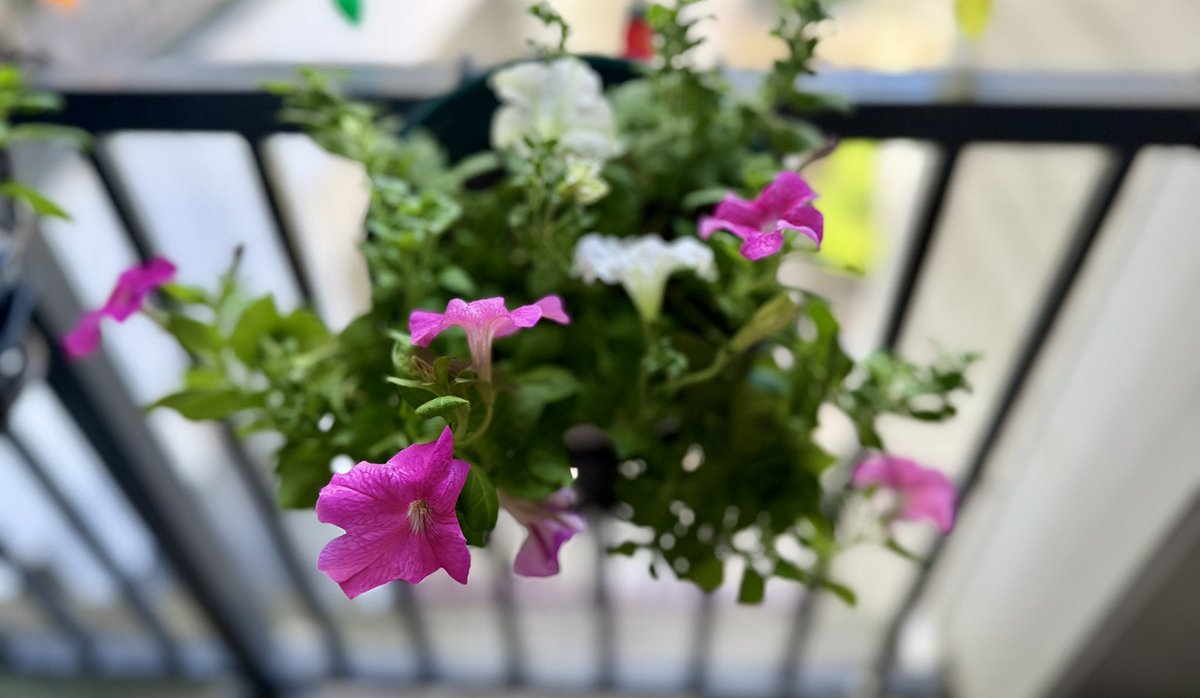 anu2000m's tweet photo. Before we switch to fall decor 💜💚💗

#Blooms #BalconyGarden #Gardening 
#Autumn #Fall2026 🍀🪴💙💚💜 https://t.co/HbiOY5rdEi