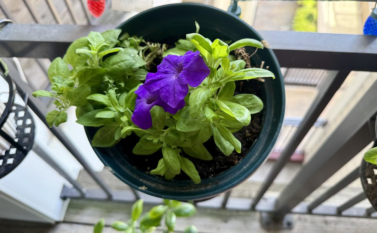 anu2000m's tweet photo. Before we switch to fall decor 💜💚💗

#Blooms #BalconyGarden #Gardening 
#Autumn #Fall2026 🍀🪴💙💚💜 https://t.co/HbiOY5rdEi
