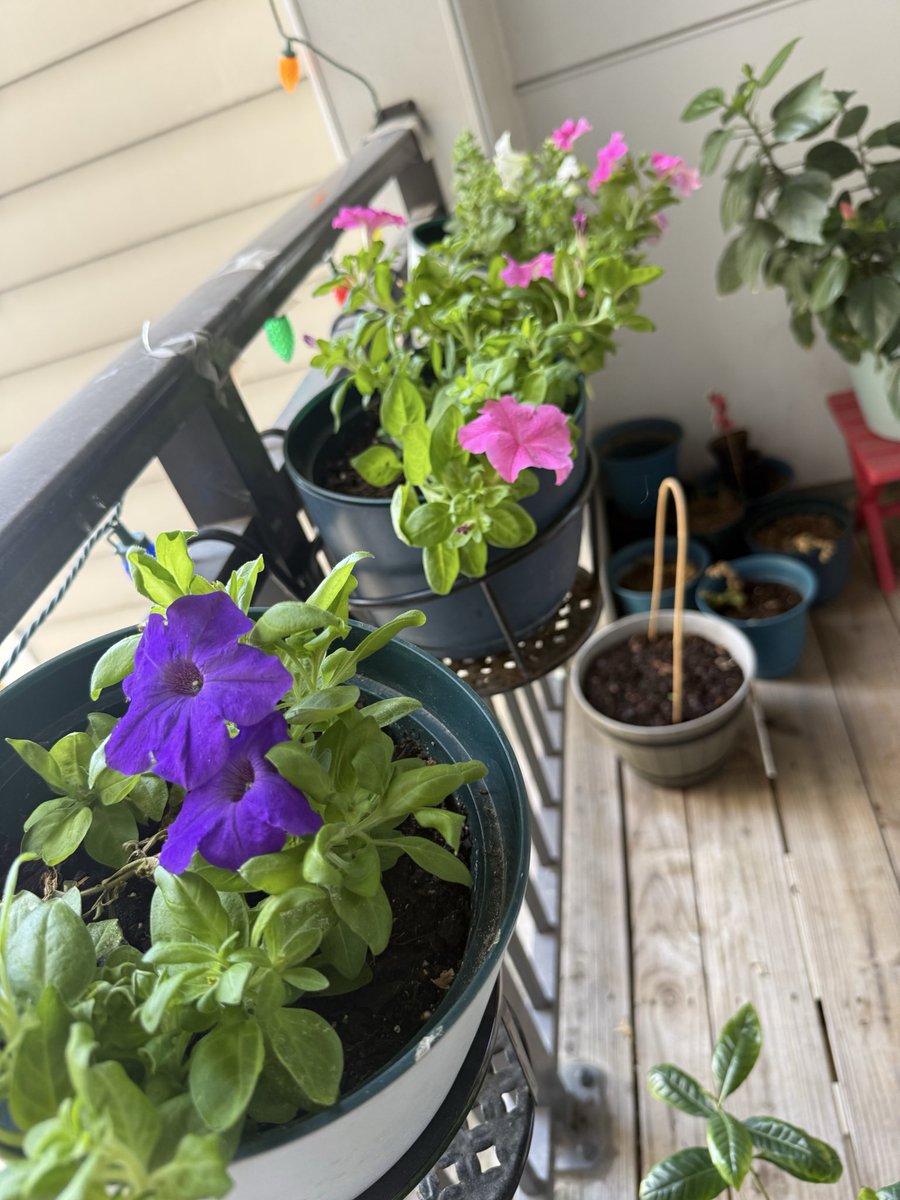 anu2000m's tweet photo. Before we switch to fall decor 💜💚💗

#Blooms #BalconyGarden #Gardening 
#Autumn #Fall2026 🍀🪴💙💚💜 https://t.co/HbiOY5rdEi