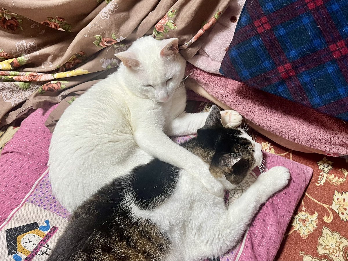 KOMAhappygiving's tweet photo. ムシの駆除薬に負けて元気のないアイルを押さえて寝るトワ。

#ネコ #猫 #ネコの居る生活 #居候ネコ #預かりネコ #虫下し https://t.co/GUDD0P5GqE