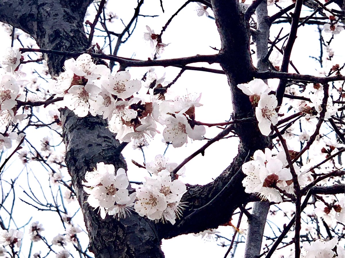 LavoniaIseri's tweet photo. Hoy en el parque, vi un lindo montón de flores de ciruelo y una planta de albaricoque que hacía que el aire sintiera tan fresco y agradable. https://t.co/LvkvEy4bpB