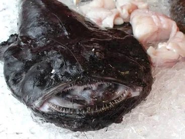 Procraf12913497's tweet photo. @Jayglaze07 monkfish W https://t.co/whgRiYKhNR