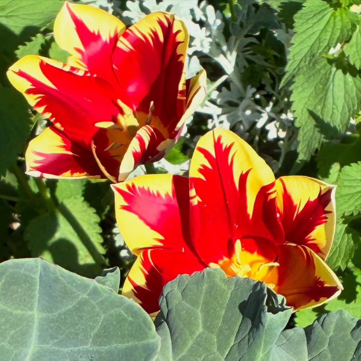 TelmaCaley1z's tweet photo. The gardens are bursting with colour, and Coco has made a new friend. https://t.co/fTNajcNxlM