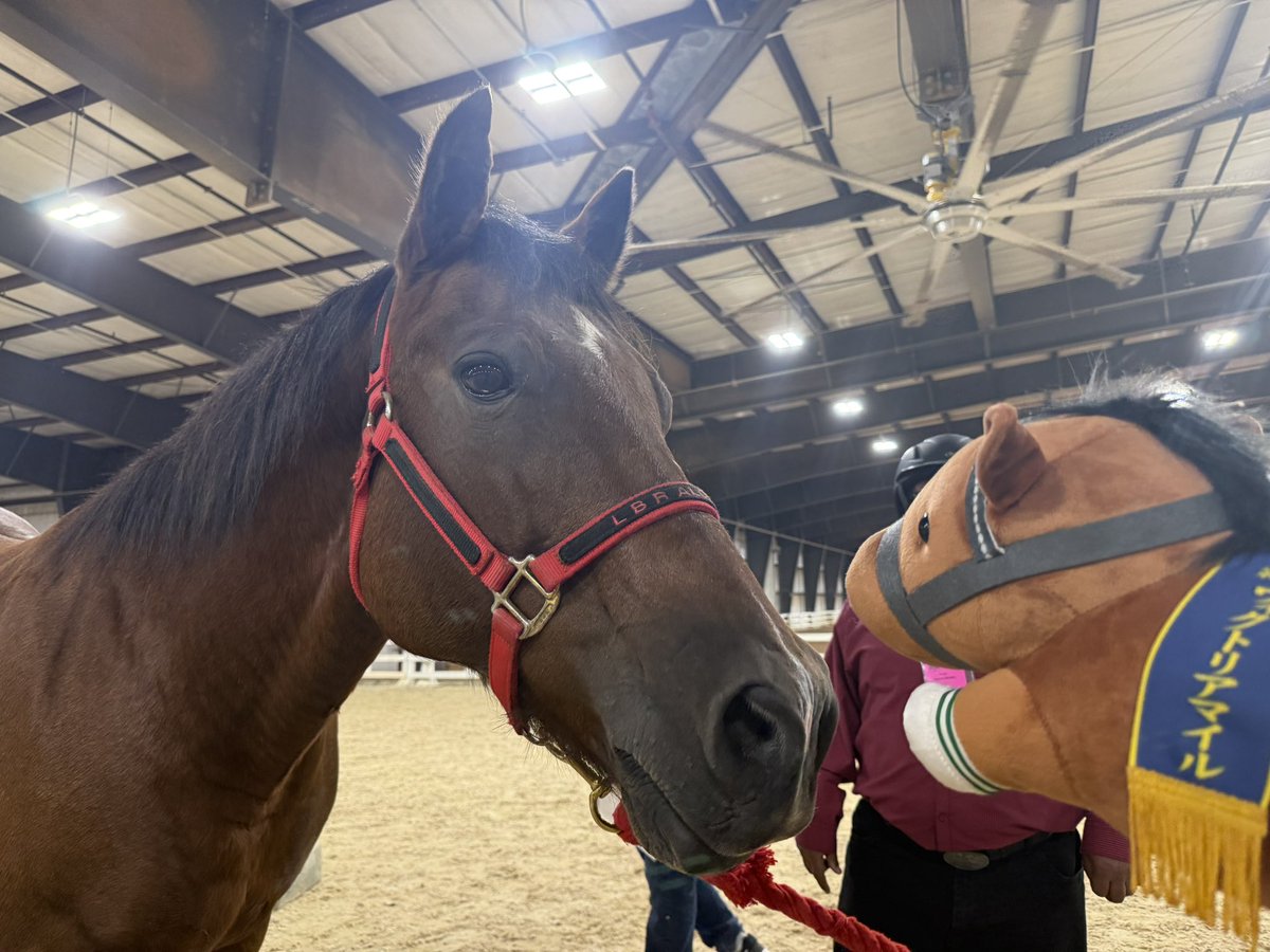NathanTheCaller's tweet photo. Little Vodka is making new friends at the horse show. Her newest friend is named “Tater.” #vodka #jra #umamusumeㅤ https://t.co/xK885LyHkS