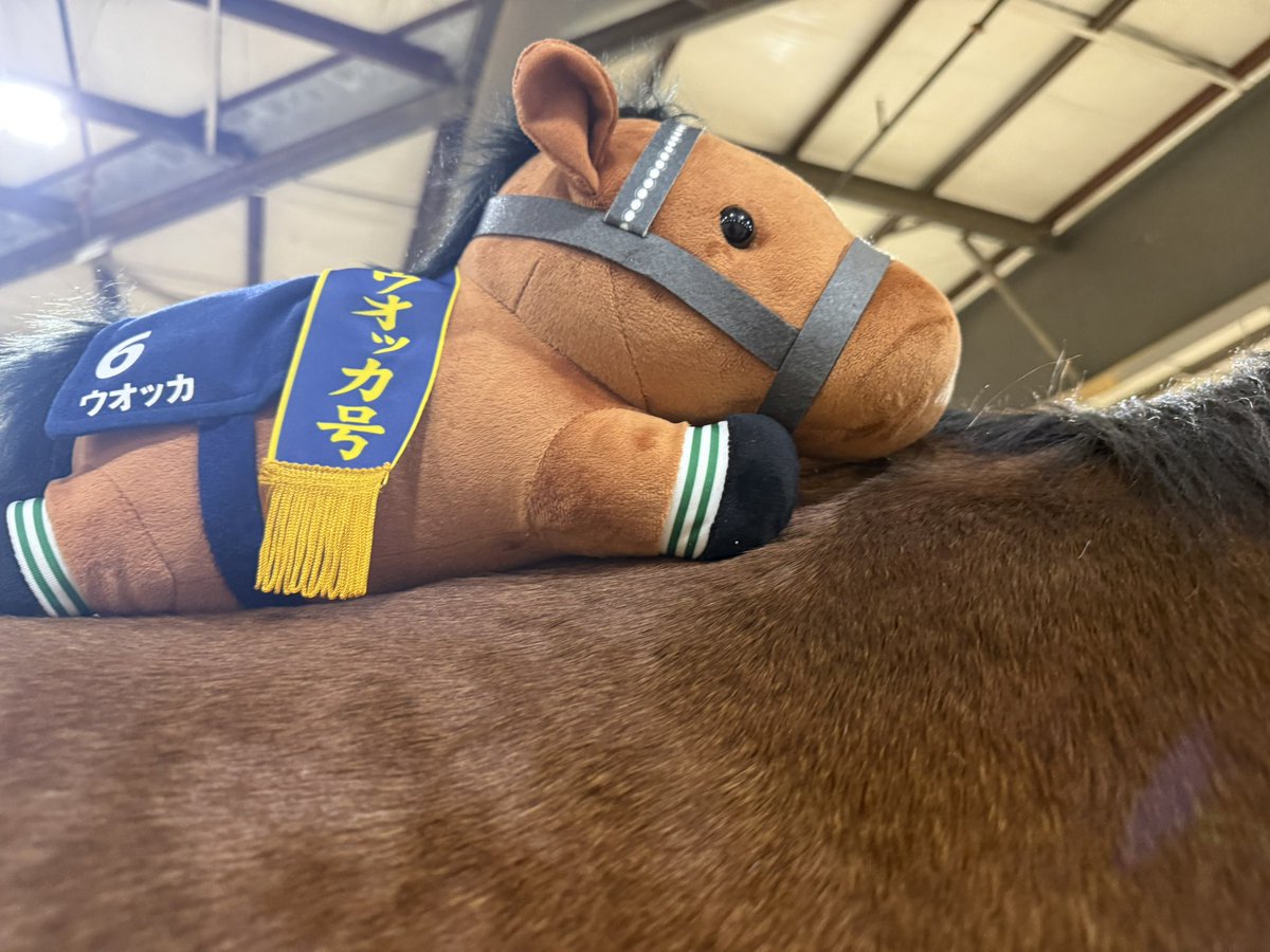 NathanTheCaller's tweet photo. Little Vodka is making new friends at the horse show. Her newest friend is named “Tater.” #vodka #jra #umamusumeㅤ https://t.co/xK885LyHkS