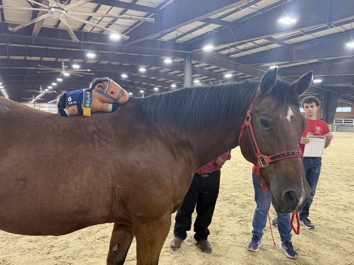 NathanTheCaller's tweet photo. Little Vodka is making new friends at the horse show. Her newest friend is named “Tater.” #vodka #jra #umamusumeㅤ https://t.co/xK885LyHkS