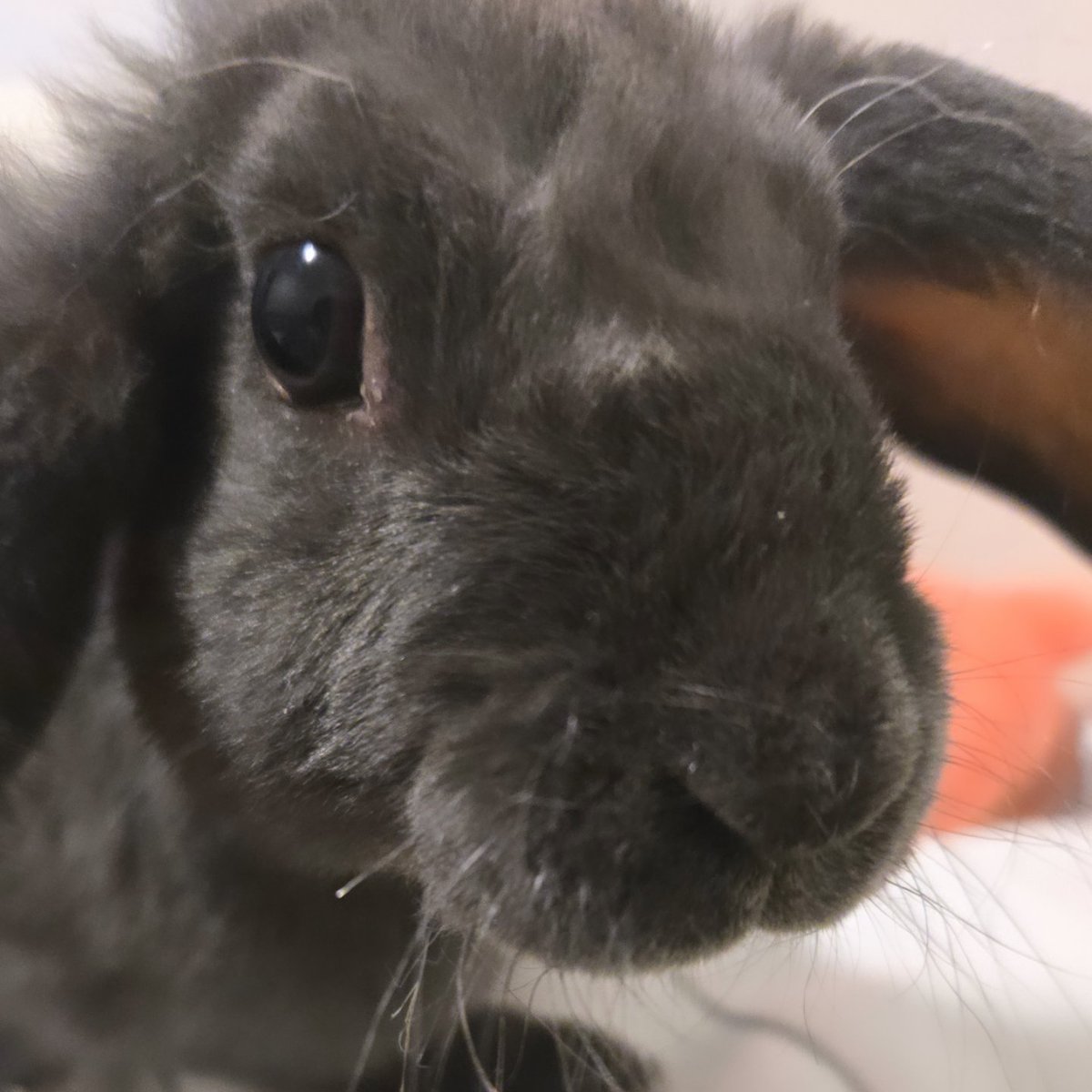 MwakokoChan's tweet photo. Bunnies across the globe are in need of homes. If you like the idea of owning a fluffy bean please research about them and contact local animal shelters about potentially adopting!

These are my rescuse buns! I love my boys to bits &amp; there is never a dull moment around them! https://t.co/zCrxob6sAA