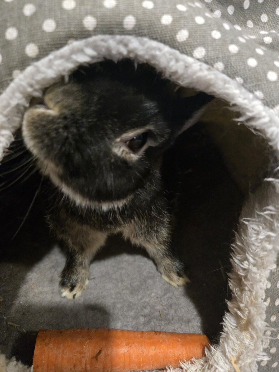 MwakokoChan's tweet photo. Bunnies across the globe are in need of homes. If you like the idea of owning a fluffy bean please research about them and contact local animal shelters about potentially adopting!

These are my rescuse buns! I love my boys to bits &amp; there is never a dull moment around them! https://t.co/zCrxob6sAA