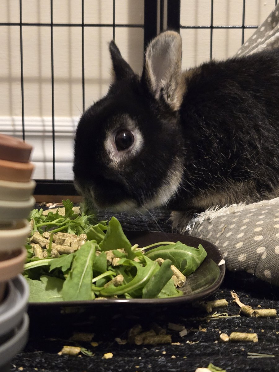 MwakokoChan's tweet photo. Bunnies across the globe are in need of homes. If you like the idea of owning a fluffy bean please research about them and contact local animal shelters about potentially adopting!

These are my rescuse buns! I love my boys to bits &amp; there is never a dull moment around them! https://t.co/zCrxob6sAA
