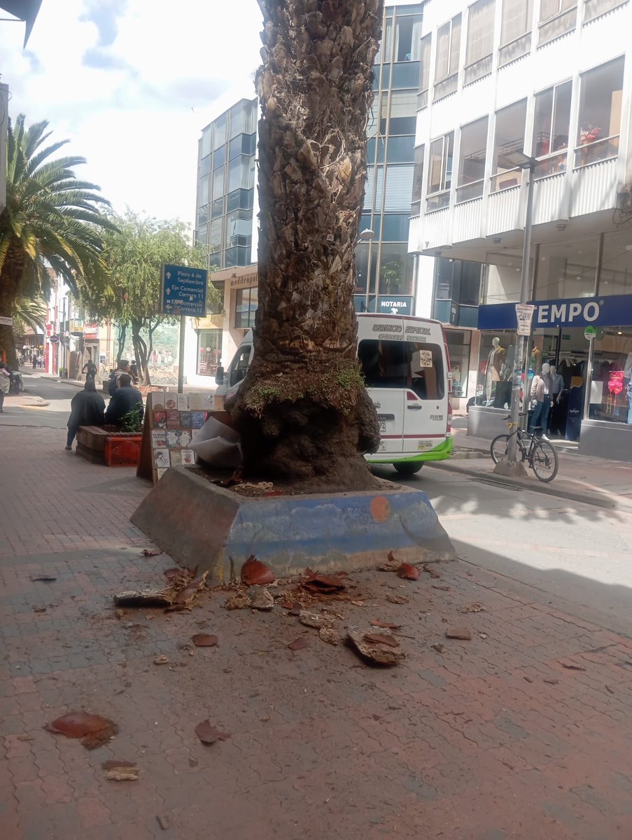 AlcSogamoso's tweet photo. 🚨Se presentó desprendimiento de material de una palma ubicada en la carrera 11 con calle 13, generando la caída de residuos sobre la vía pública
Realizaremos evaluación técnica para definir las acciones que protejan a comerciantes y peatones
#Sogamoso
#CiudadDelSolPuebloDeAcero https://t.co/hoE8p7me27