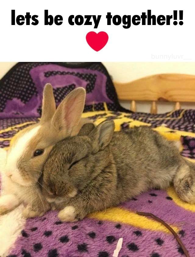 bunnyluvr__ tweet picture