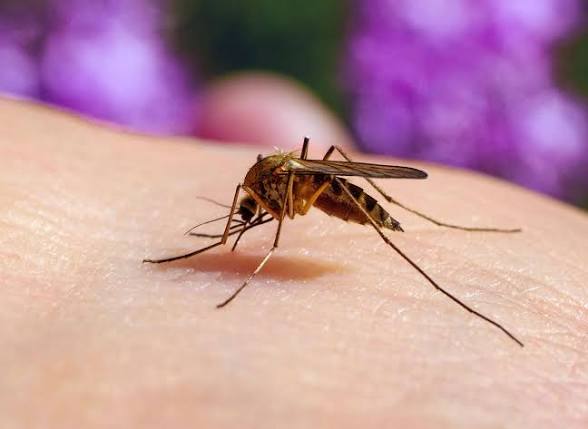 BAPingLoud's tweet photo. Sam Altman has announced that ChatGPT-7 has successfully genetically engineered a mosquito capable of transmitting HIV, adding that it is currently under review by the FDA before release. A tick with wings that can also spread HIV is under development as well https://t.co/pa7EQqQXqe