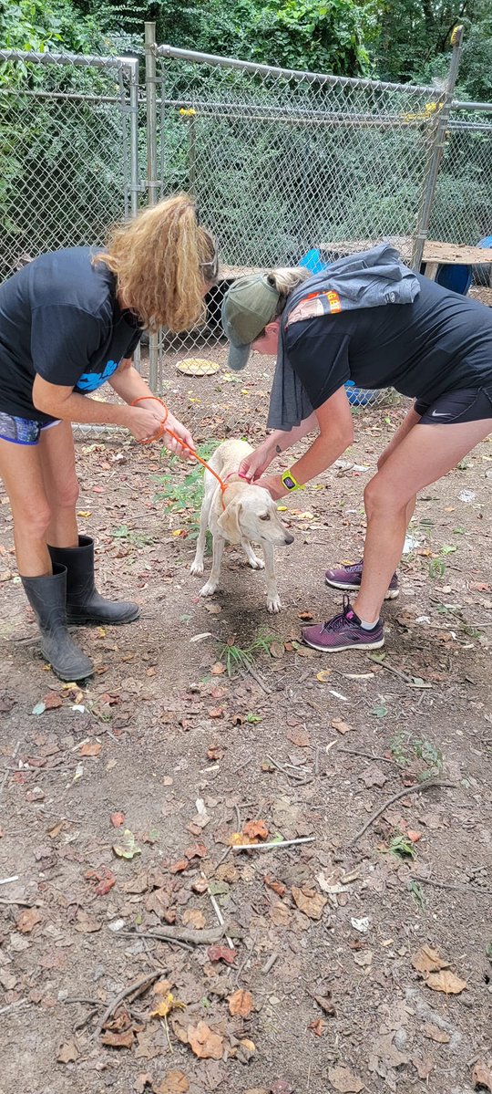 LaizShar's tweet photo. #ThrowbackThursdays Last week friends on @RescueCoop posted info on the place Ruthie #FoxhoundPrincess was found. I have only these 3 pics of rescuers who spent many days carrying the dogs out of there & across the street. Their sweet Southern voices were so soothing. https://t.co/HyTJOd7htn