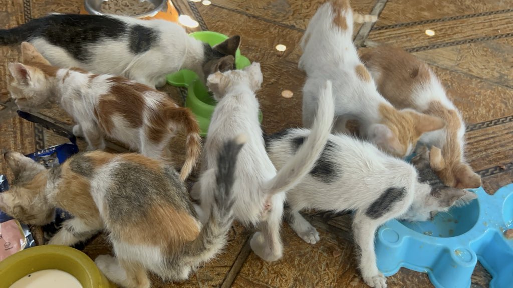 RescueCare's tweet photo. It’s late in Gaza, but I can’t stop thinking about tomorrow’s food for the animals at our shelter. They depend on me, and right now I need help to keep caring for them.🐾💔

Dear friends, if our work has ever touched your heart, please stand with us tonight. Every bit of help gives them another day of food and care.❤️🇵🇸

PayPal: https://t.co/eL95czBKbE
GoFundMe: https://t.co/hYA2hXVbts

#Gaza #AnimalRescue #CatRescue #SaveAnimals