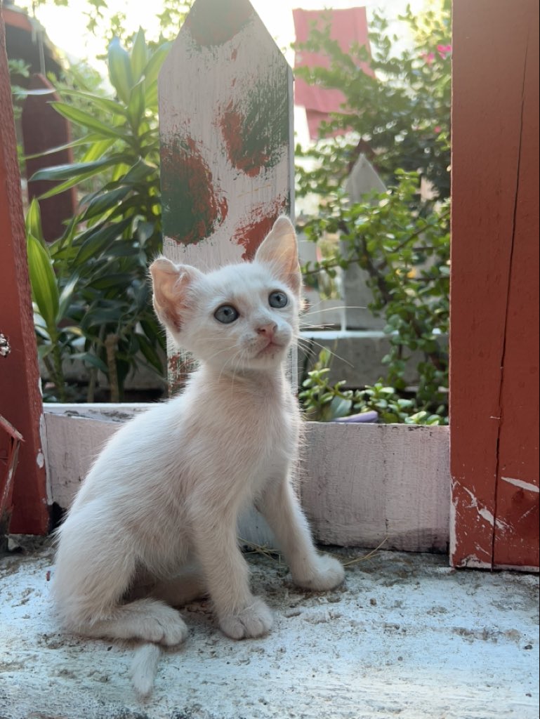 RescueCare's tweet photo. It’s late in Gaza, but I can’t stop thinking about tomorrow’s food for the animals at our shelter. They depend on me, and right now I need help to keep caring for them.🐾💔

Dear friends, if our work has ever touched your heart, please stand with us tonight. Every bit of help gives them another day of food and care.❤️🇵🇸

PayPal: https://t.co/eL95czBKbE
GoFundMe: https://t.co/hYA2hXVbts

#Gaza #AnimalRescue #CatRescue #SaveAnimals