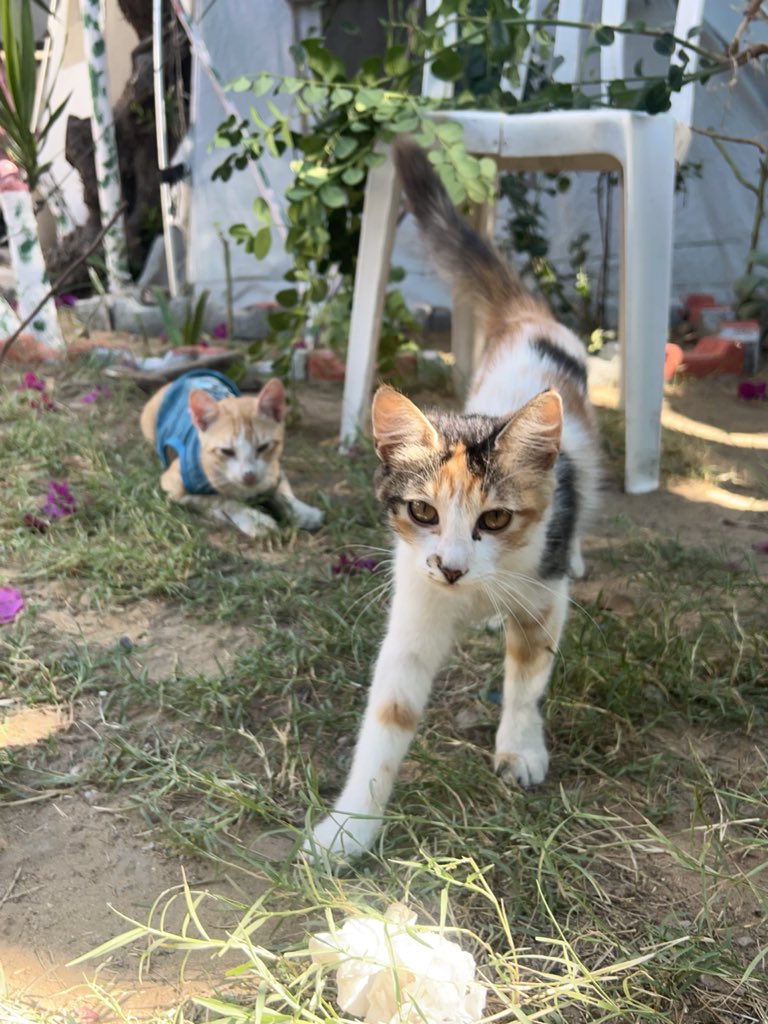 RescueCare's tweet photo. It’s late in Gaza, but I can’t stop thinking about tomorrow’s food for the animals at our shelter. They depend on me, and right now I need help to keep caring for them.🐾💔

Dear friends, if our work has ever touched your heart, please stand with us tonight. Every bit of help gives them another day of food and care.❤️🇵🇸

PayPal: https://t.co/eL95czBKbE
GoFundMe: https://t.co/hYA2hXVbts

#Gaza #AnimalRescue #CatRescue #SaveAnimals