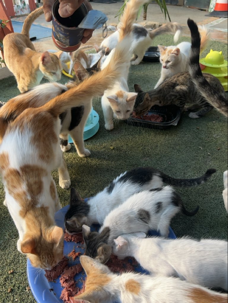 RescueCare's tweet photo. It’s late in Gaza, but I can’t stop thinking about tomorrow’s food for the animals at our shelter. They depend on me, and right now I need help to keep caring for them.🐾💔

Dear friends, if our work has ever touched your heart, please stand with us tonight. Every bit of help gives them another day of food and care.❤️🇵🇸

PayPal: https://t.co/eL95czBKbE
GoFundMe: https://t.co/hYA2hXVbts

#Gaza #AnimalRescue #CatRescue #SaveAnimals