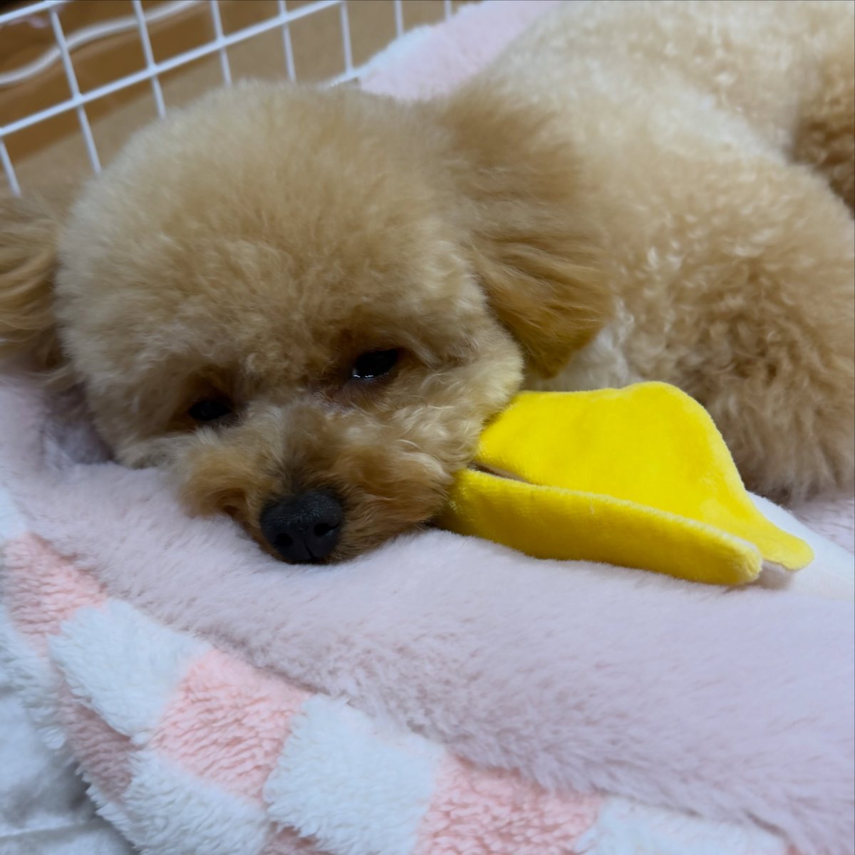 MoisesLudoau's tweet photo. 🍌がちょうどいいアゴ置きなのかな(՞っ ̫ _՞) 
🐢2026. 04. 26 https://t.co/rv3RG2zn0S