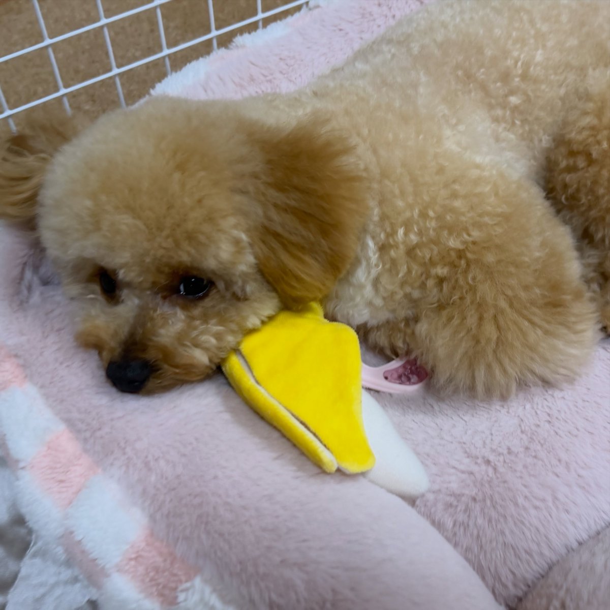MoisesLudoau's tweet photo. 🍌がちょうどいいアゴ置きなのかな(՞っ ̫ _՞) 
🐢2026. 04. 26 https://t.co/rv3RG2zn0S