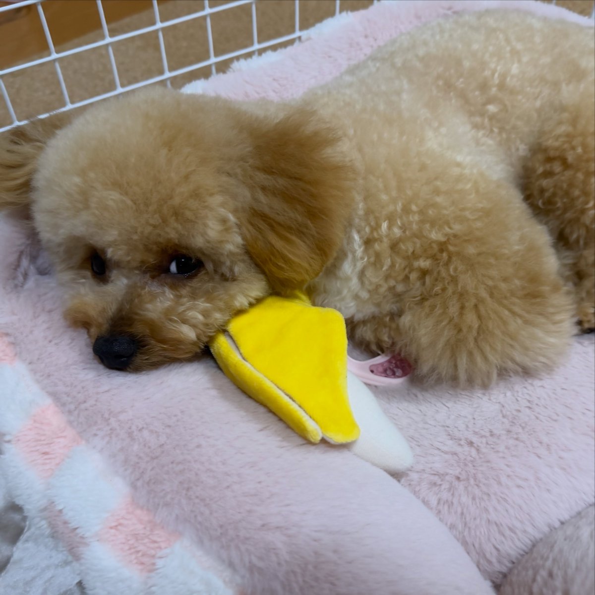 MoisesLudoau's tweet photo. 🍌がちょうどいいアゴ置きなのかな(՞っ ̫ _՞) 
🐢2026. 04. 26 https://t.co/rv3RG2zn0S