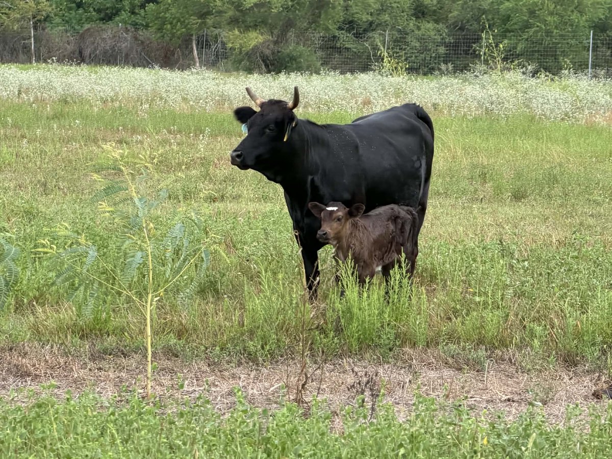 BunkhouseLodge's tweet photo. They're still coming.......#23 is here.
#beef #grassfedbeef #bunkhousebeef #grainfinishedbeef
#regenerativebeef #hormonefree
#cattle #ranchlife #cows #steak #bunkhouselodge https://t.co/Cx1wIgpZga