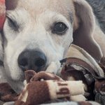 Photo by Ginger the Beagle 🎖️🛡️♥️ (@BeagleGinger)