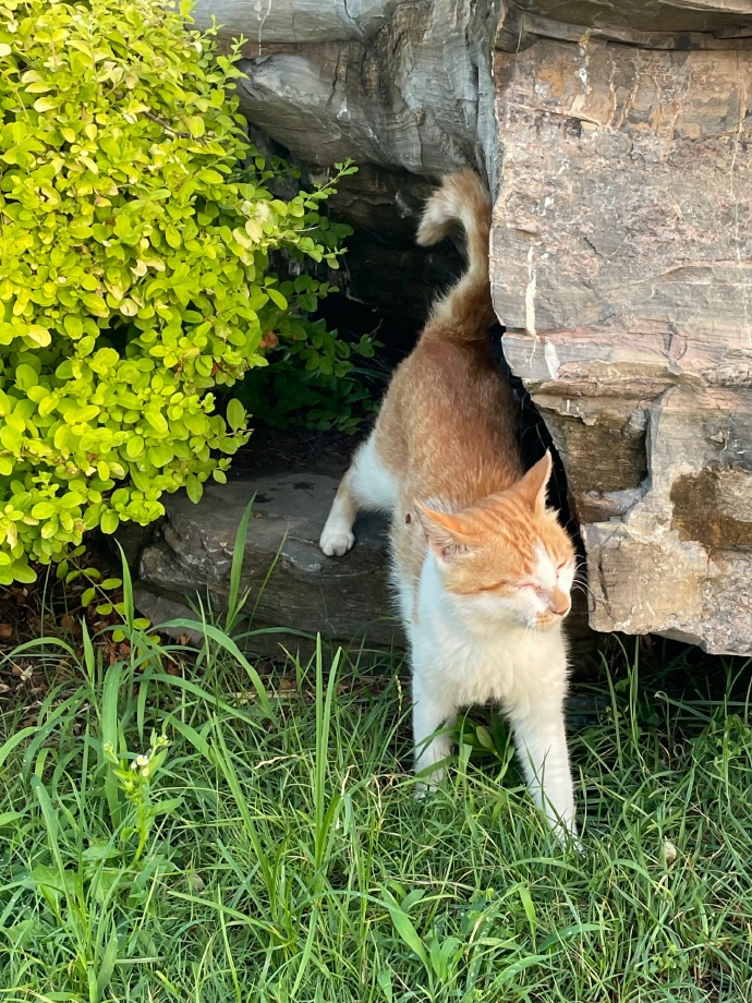 EuraJulyelf's tweet photo. [Hoy vi un gato que intentaba trepar por un muro, pero se encorvaba un poco al avanzar. Qué torpe pero adorable!]， https://t.co/D4IoBD0qah