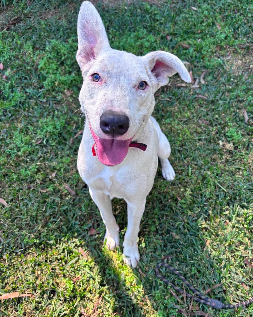 Maracucha1101's tweet photo. Meet Teacup, a 6-month-old pup with Cerebellar Hypoplasia. His wobbly walk isn’t bad behaviour, he’s simply misunderstood. Sweet, social and loving, Teacup urgently needs a foster or forever home. https://t.co/nNEJt1R1Js