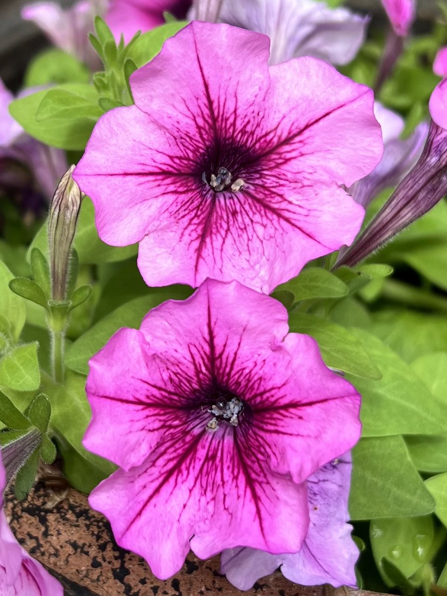 DeepBlueSky1126's tweet photo. Saturday, Sep 26 2026
Good morning (⁎ᵕᴗᵕ⁎)
Have a happy time filled with smiles ✨
Today will surely be a good day🍀
おはようございます( ⁎ᵕᴗᵕ⁎ )
笑顔で幸せ時間を✨
#今日はきっといい日になる🍀
#今日もきっといい日になる🌺 https://t.co/ZCqg8OBCLd