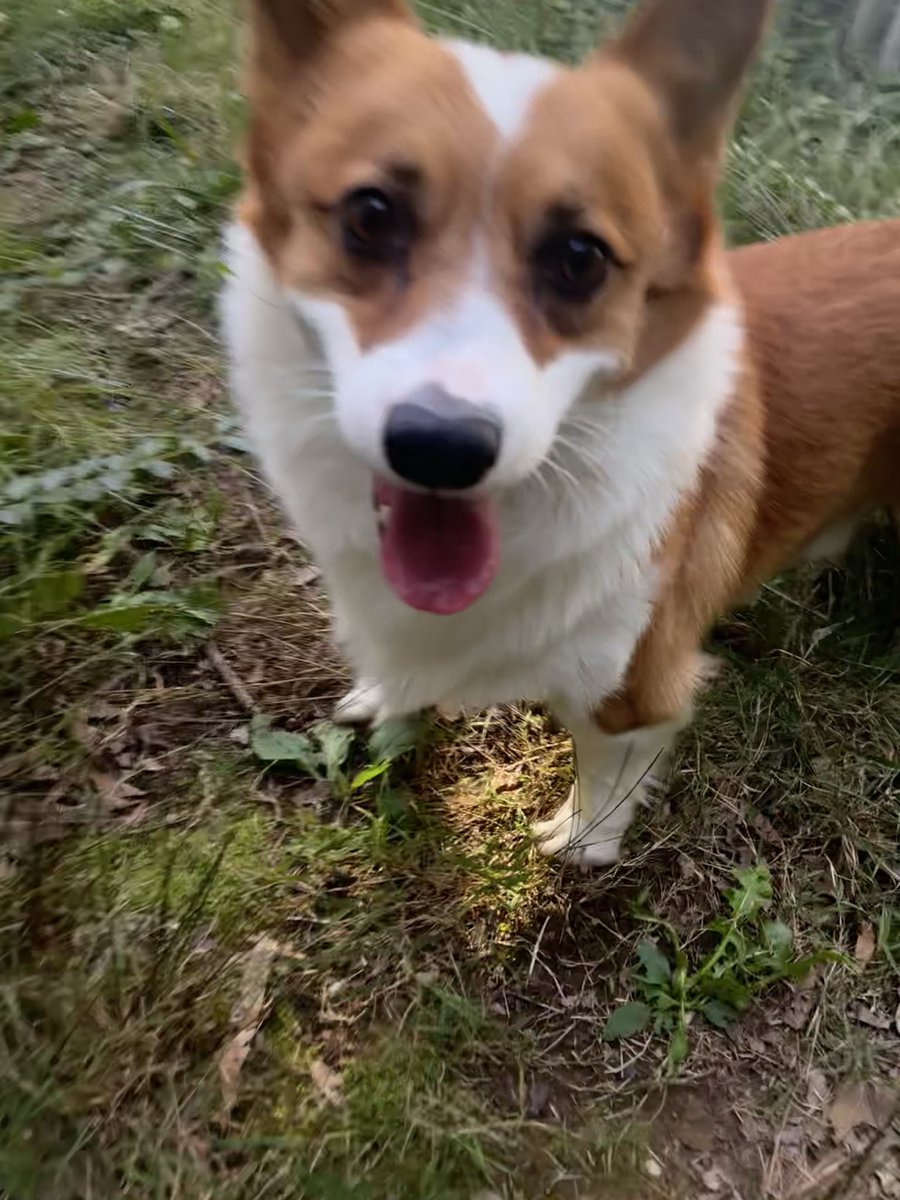 menheraukan's tweet photo. so happy after knocking me over making me fall to the ground hitting my head and my shoe falling off ❤️❤️❤️❤️ https://t.co/mRXUe1Mm5Z