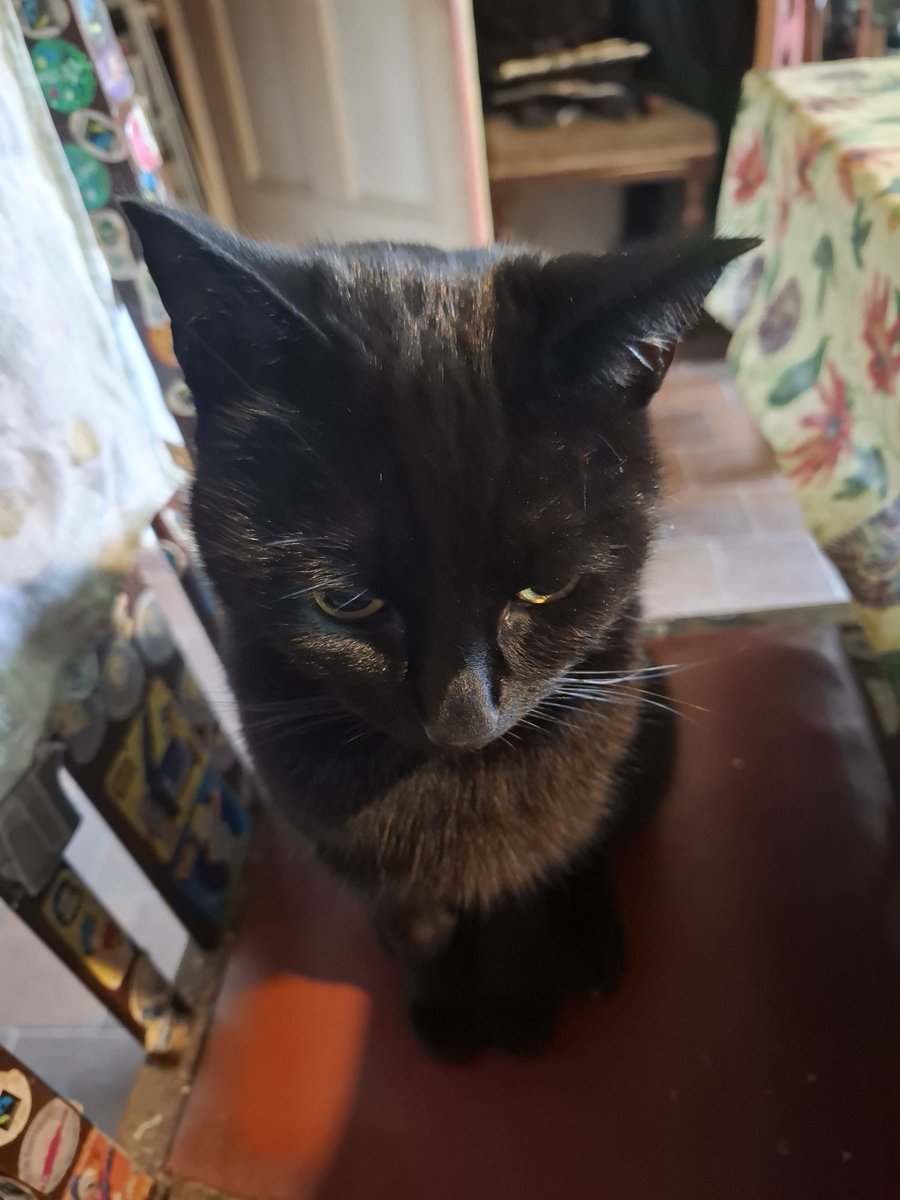 kaulomengri's tweet photo. @SarahjevsEvans Must be the full mon, Ozzy was in and out of the duvet and then as I thought he'd settled he started "lovingly" biting my arm... https://t.co/iW5QhHe9vG