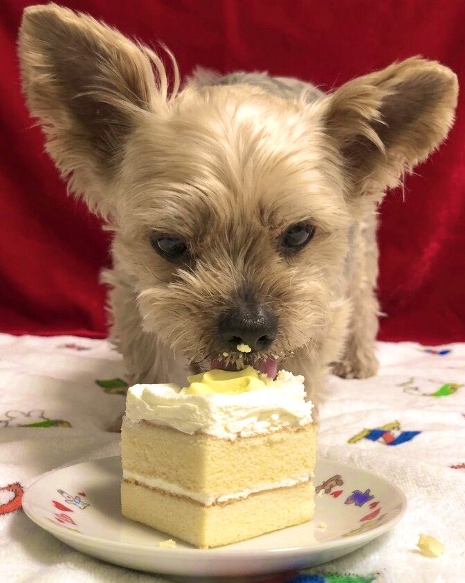 Varonpapa's tweet photo. 💕🐶😊ﾖｰｸｼｬﾃﾘｱ੯‧̀͡u…
パパさんの誕生日をお祝いして
もらいました♪バロンくんも
ケーキを食べてニコニコ

🔻アメブロも見てね🐕↓🔻
『お誕生日会でるんるん♪』
https://t.co/Qp9CWrekKJ

🍁🍂🍁🍂🍁
#犬好きさんと繋がりたい
#ヨークシャーテリア
#ヨーキー
　　　　　　　…🐶😊💕💕🐾 https://t.co/V74SQR61Ju