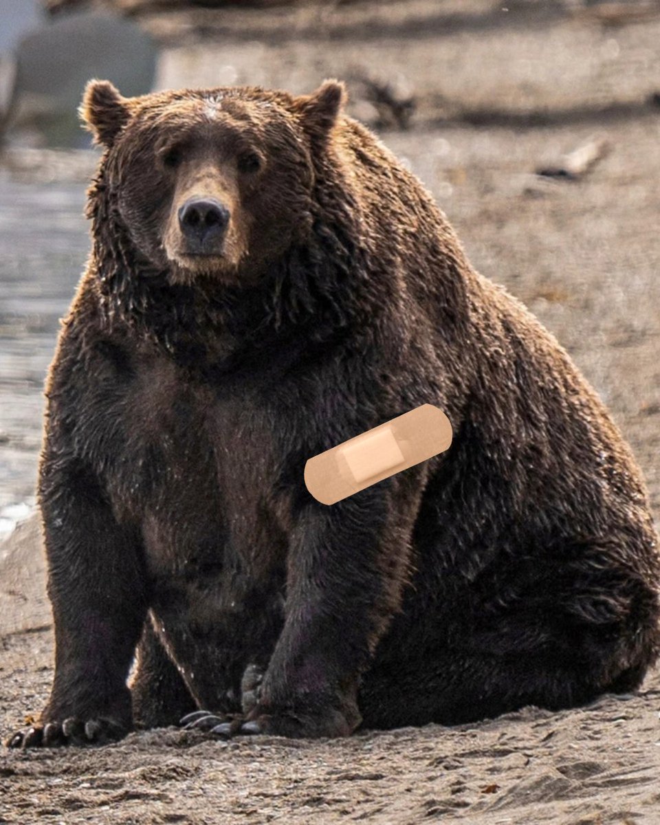 Vaxyourfam's tweet photo. The bears are getting ready for winter, so let's get ready too. Updated flu and COVID-19 vaccines are available now 🐻

#ProtectPreparePrevent #FatBearWeek https://t.co/AvARoegszN