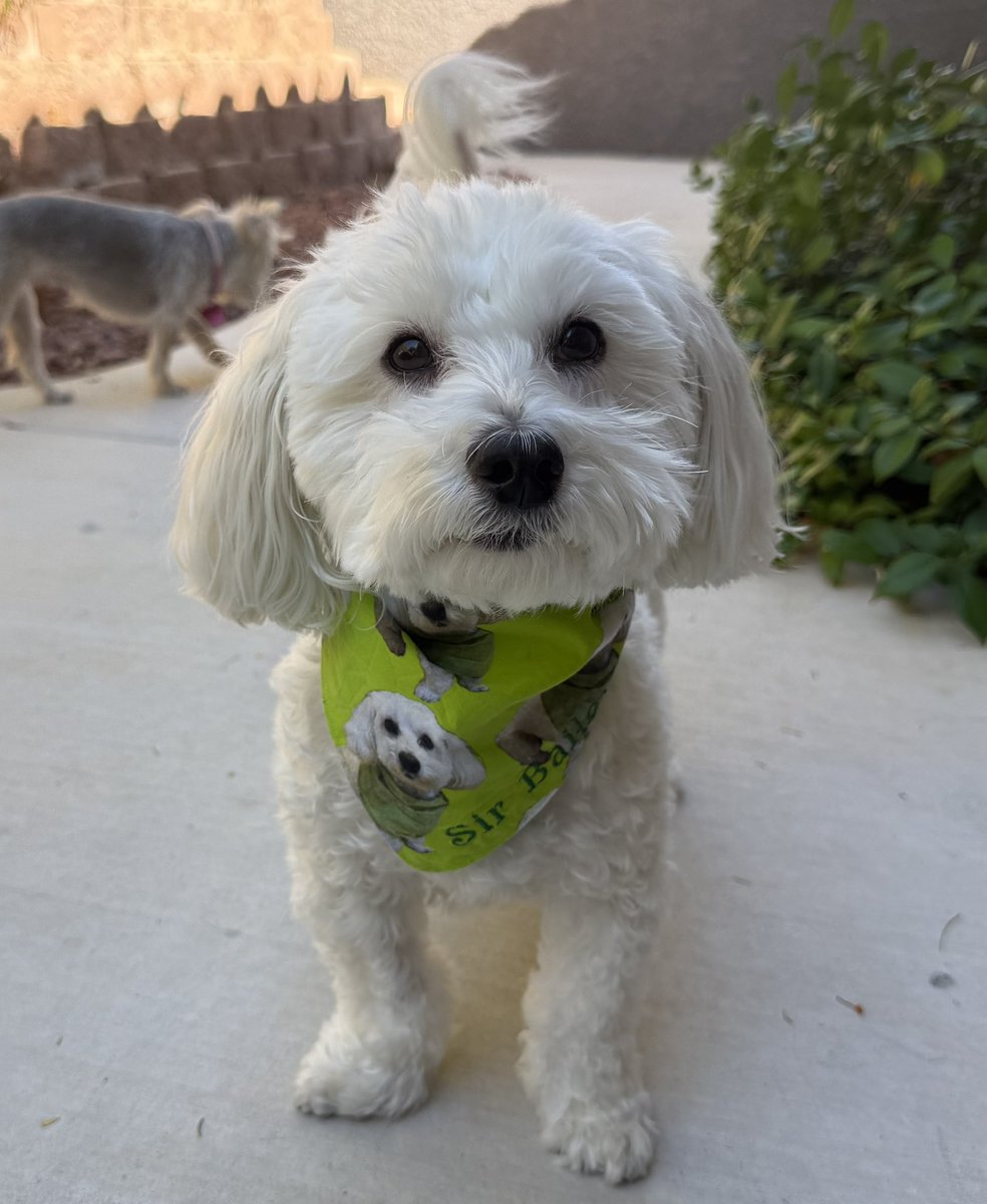 SirBailey2's tweet photo. Happy Friday dear frens!!! 💚
Me’s got tired of waiting for Rosie🌹hers to join the’s photoshoot. But yous can see hers here. In the’s background. Hers wishes yous an Happy Friday too!!! 🎉🐶🐾 #dogsofx #dogsoftwitter #adogslife #doggo #pets https://t.co/HiSxtJchP0