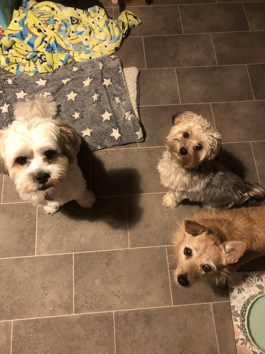BerisfordRon's tweet photo. Three special friends!🐶🐶🐶❤️❤️❤️ https://t.co/2nugpExeis