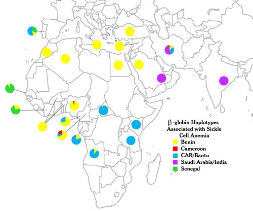 FBATreday90_'s tweet photo. Notice how the third map shows the yellow or West African (Benin) sickle cell (by far the most prevalent type in FBA’s) is found in Egypt (where the oldest sickle cell was ever was found. Not in or West or other parts of Sub Saharan Africa…but in a predynastic mummy) and around the entire Mediterranean. Notice how the statues in these regions show Black people with “robust” features in every corner of their art. There is no such thing as coincidences. 

The maps below shows the modern distribution of the so called “Niger Congo family”  and it’s an exact match of sickle cell distribution in Africa. Indicating that it is a genetic marker of this large family aside from your typical haplogroup or other forms of DNA. The finding of sickle cell in predynastic Egypt/The Mediterranean is proof that the foundational population had indisputable genetic ties to Niger Congo populations. 

There is a lot of manipulation in the modern genetic landscape to obscure this fact.