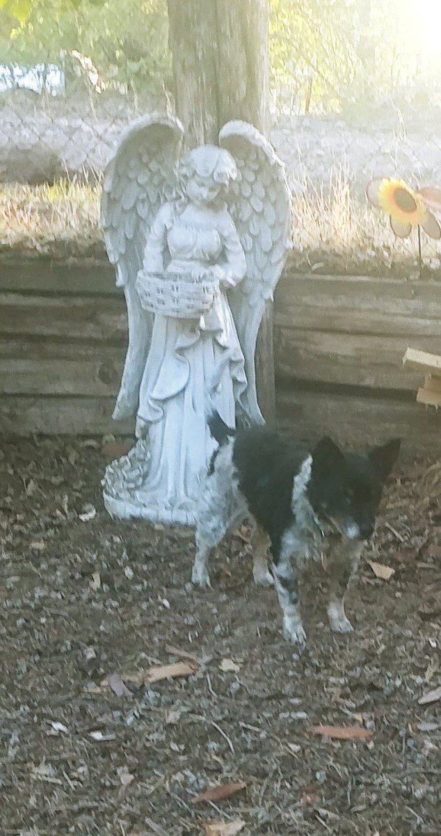 SanchezTamra's tweet photo. @Christi94688662 @cesarmillan Our deepest condolences to you for your loss! We lost our Lassie at her 17th birthday! https://t.co/V75bjYkOML