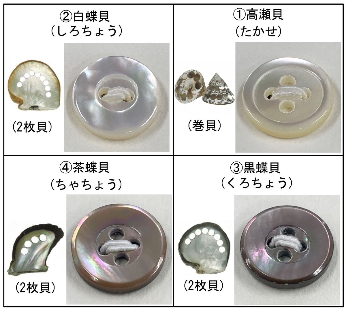 birdgrassjp's tweet photo. 知ってほしい。
服についている小さな「貝ボタン」

実はこれ、
日本が昔から得意としてきた「ものづくり」のひとつなんです。

日本で貝ボタンが作られるようになったのは、明治時代。
長い年月をかけて受け継がれてきた日本の技術があります。

作り方を簡単にいうと、

貝殻を
くり抜く
↓
削る
↓
形を整える
↓
磨く
↓
穴をあける

たったひとつのボタンですが、こんな技術が詰まっています。
しかも貝は天然のもの。

同じ形、
同じ厚さ、
同じ模様の貝はありません。

「ここならきれいなボタンが取れる」と見きわめるのも職人の技術。
プラスチックでは出せない天然の美しい輝きが生まれます。

でも、令和の今は
この技術を受け継ぐ人たちが激減。
実は、私たちが着ている「服」と大きく関係しています。

なぜ、令和の今
江戸時代から磨き上げてきた技術が激減しているのか？

つづく↓