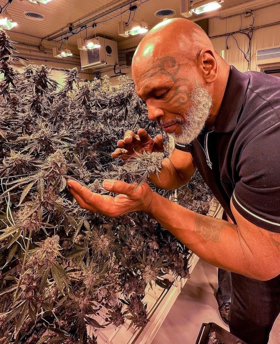 Oregon_bud's tweet photo. Smells like a good weekend 🤤 https://t.co/FqAXWwysHJ