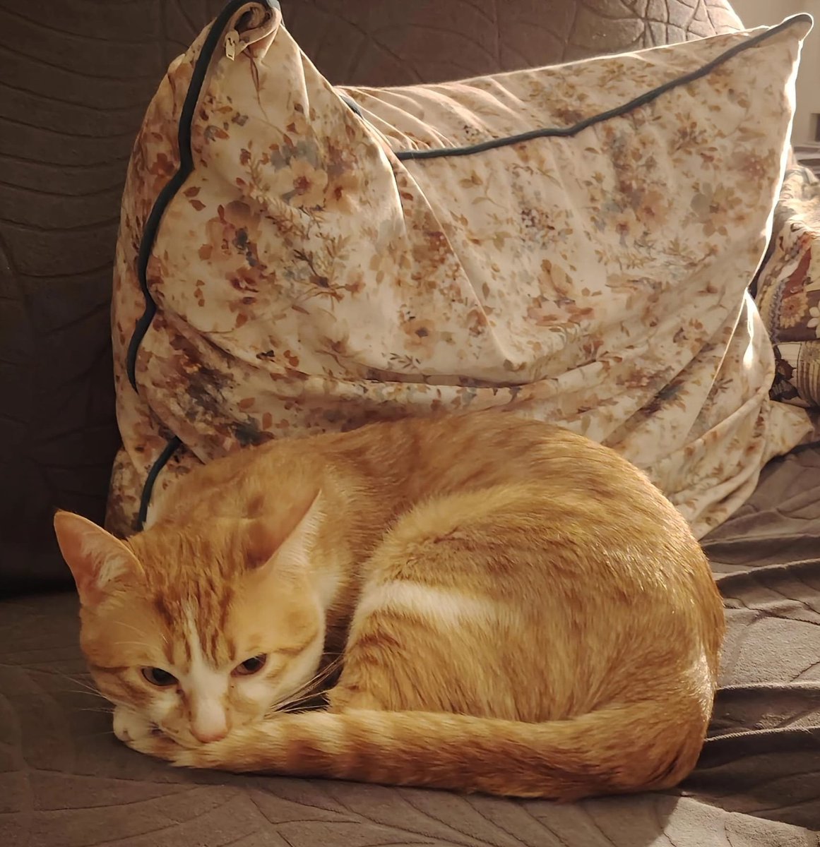 NoblezaHispana's tweet photo. @Kirghisz ¡Qué dolor más grande! En casa tenemos un gatito como ese, asesinado por diversión por gentuza.
Hay que denunciar a las #ProtectoraDeAnimales
#Gatos
Estos gatitos son muy ágiles y rápidos, pero también muy cariñosos. Buscan compañía y amor humano. Por eso lo atraparon. https://t.co/14792kzIie