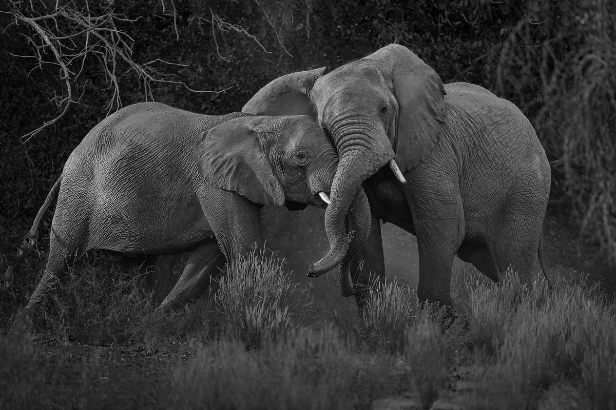 DanStrangsm3c2's tweet photo. The map has a mother. Her trunk rests over her son’s head as he learns where the Huab hides water, which gorges lead somewhere, and which don’t. In Damaraland, the herd follows memory. What should we call her? https://t.co/FT6X9cPvOL