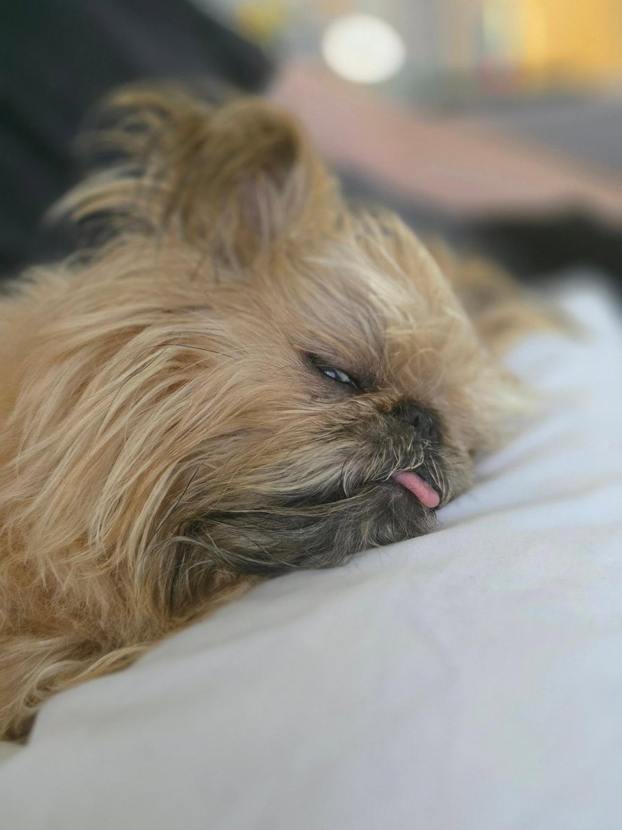 StephaniClkxp's tweet photo. Monday has been open for eight minutes. I’d like to return it. A Jaggy a day keeps the blues away. https://t.co/LBH1TV5ODg