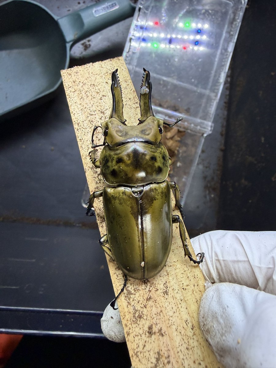 smrn55's tweet photo. ババオウゴンオニ　割出し

先日メスを取り出したボトル、幼虫が沢山見えてたので我慢できずに割ってしまいました

結果　取り出したの16頭
プリンカップ足りなくて5頭ほど戻しました
1回の採卵で20頭以上採れたの初めてで困惑してます😅

6月にたつの昆虫館で購入した74ミリペアからです https://t.co/DZMTLo2fWp