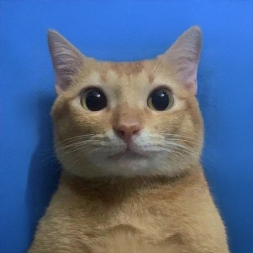 mercicult's tweet photo. This cat got arrested for killing the stock meta. https://t.co/yemgwvGlxi