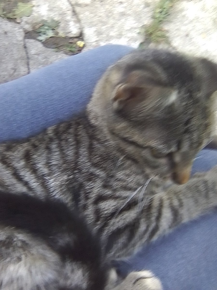 PriXM1970's tweet photo. @jonathanroumi65 Good Thursday morning Tay you remember a stray cat brown with a light brown stripe I asked you to name her you suggested Shadow well Shadow still sneaks in our backyard to visit her baby our new resident kitty I secretly call Taylor/Ophelia/ Ophalite or Fearless https://t.co/ZV78Ph42Z0