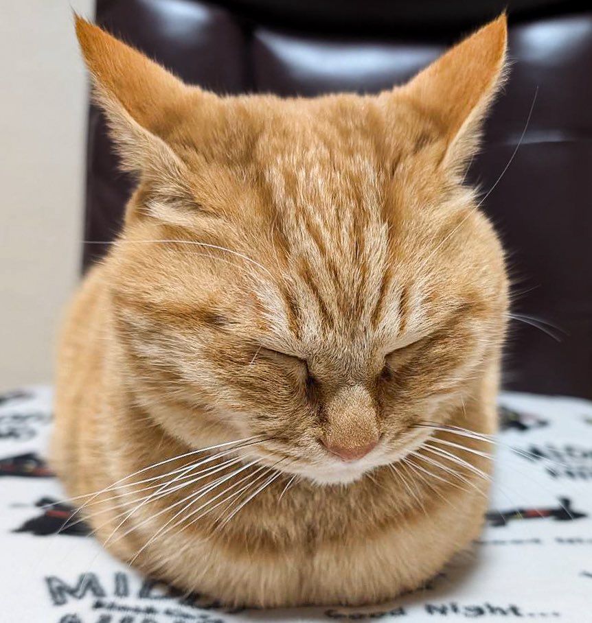 purinlala's tweet photo. おててないない https://t.co/FKq3sH8zR8