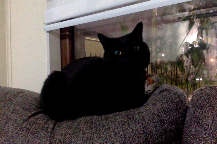 leonasboyfriend's tweet photo. igualito a mi bebito 🐈‍⬛💓 https://t.co/nm9ZcQSte3