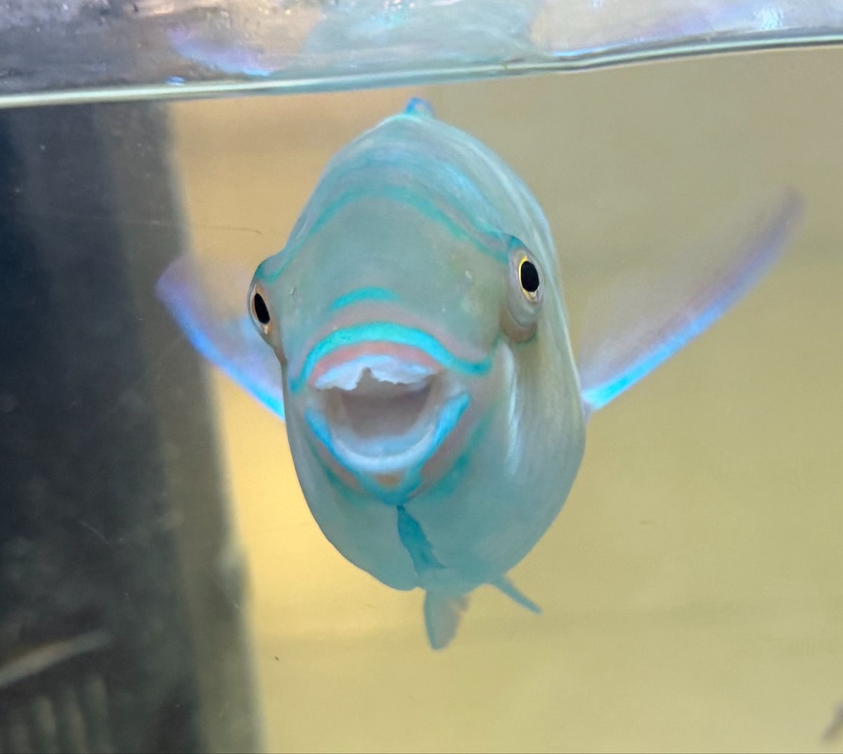 marimo_irasuto's tweet photo. 海遊館いった♥
お気に入りは、すごく笑顔な魚 https://t.co/lmQtDYb7Iy