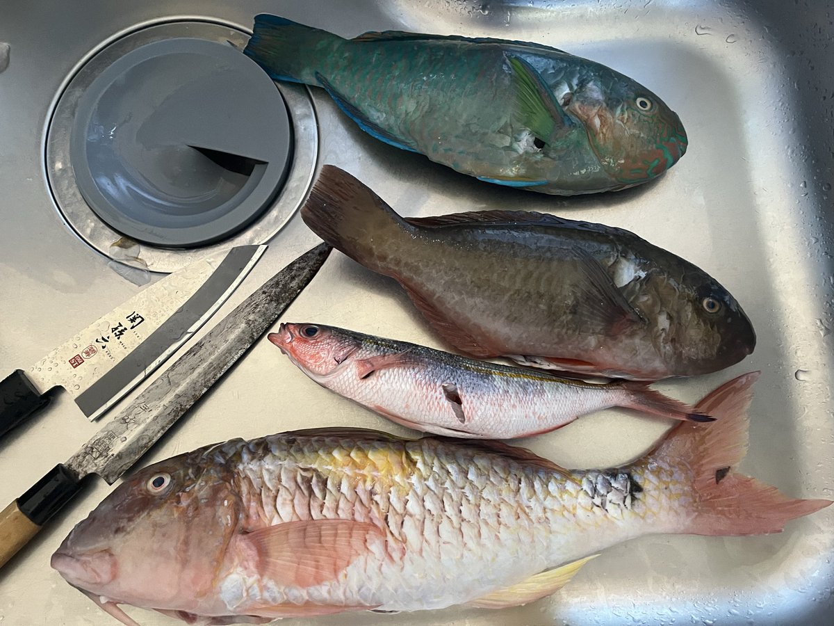 hiroani462030's tweet photo. 甥っ子ちゃんが魚釣って来たそうで、朝から魚解体オジサン🐟 https://t.co/SKvNjPv2Vj